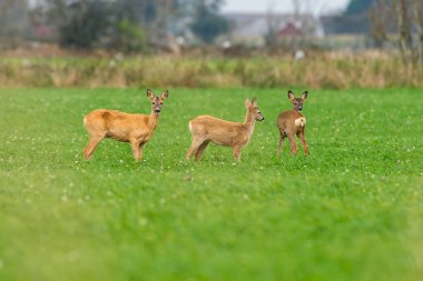 Yumurta yiyen geyikler, etrafta dolaşan yaban geyikleri. Av sezonu başlayacak oğlum..