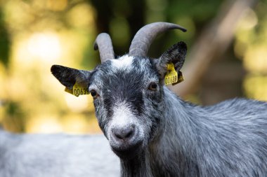Bir çiftlikte sakalından sarkan keçinin güzel bir portresi..
