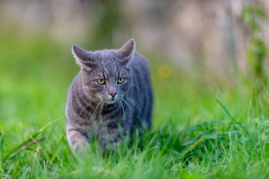 Kedi sahada yürüyor ve avlanmak ve yemek için bir şeyler arıyor. Kedi çiftlikte yaşıyor. Evcil hayvan gibi..