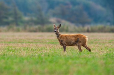 Yumurta yiyen geyikler, etrafta dolaşan yaban geyikleri. Av sezonu başlayacak oğlum..