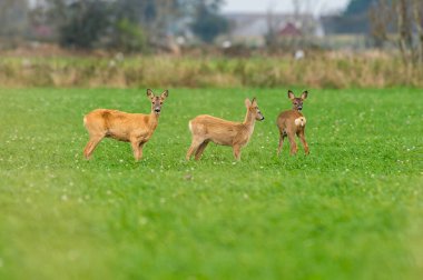 Yumurta yiyen geyikler, etrafta dolaşan yaban geyikleri. Av sezonu başlayacak oğlum..