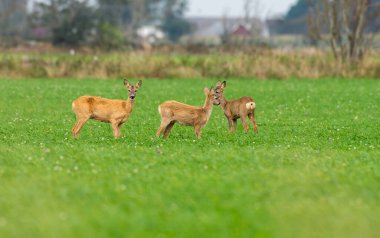 Yumurta yiyen geyikler, etrafta dolaşan yaban geyikleri. Av sezonu başlayacak oğlum..