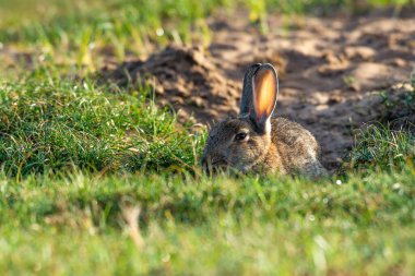 Soğuk bir gecede oturmuş, ısınan bir tavşanla oturuyordum. Yemek aramadan önce.