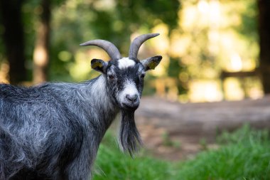 Bir çiftlikte sakalından sarkan keçinin güzel bir portresi..