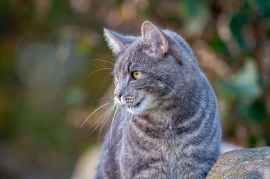 Kedi sahada yürüyor ve avlanmak ve yemek için bir şeyler arıyor. Kedi çiftlikte yaşıyor. Evcil hayvan gibi..