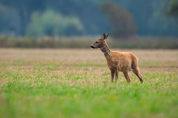 Едят Косули Бродят Дикие Косули Охотничий Сезон Начнется Сын — стоковое фото