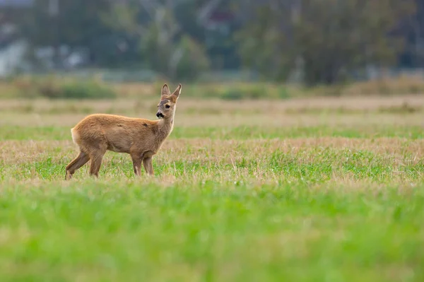 Jedzenie Sarny Chodzenie Dzikiego Sarny Zaczyna Się Sezon Łowiecki — Zdjęcie stockowe