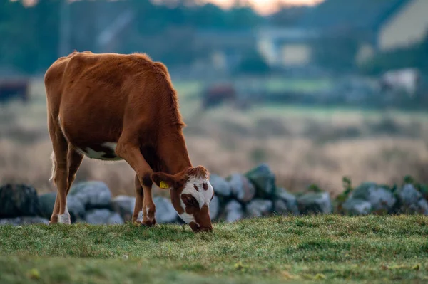 Vaca Camina Alrededor Come Hermoso Amanecer Fondo Agricultura Estilo Vida —  Fotos de Stock