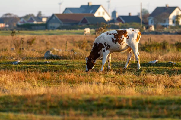 Vaca Camina Alrededor Come Hermoso Amanecer Fondo Agricultura Estilo Vida —  Fotos de Stock