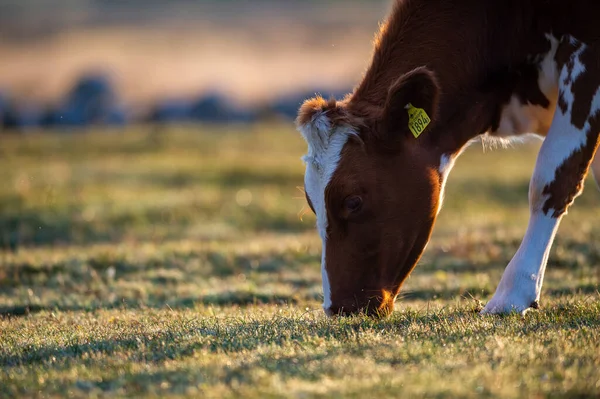Vaca Camina Alrededor Come Hermoso Amanecer Fondo Agricultura Estilo Vida —  Fotos de Stock