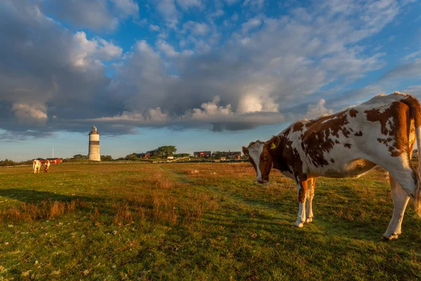 Vaca Camina Alrededor Come Hermoso Amanecer Fondo Agricultura Estilo Vida —  Fotos de Stock