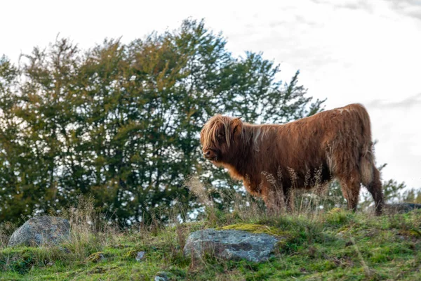 Vaca Plimbă Mănâncă Răsărit Frumos Fundal Stil Viață Agricol — Fotografie, imagine de stoc