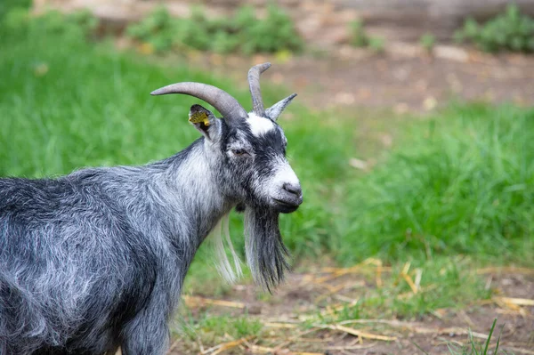 Bir çiftlikte sakalından sarkan keçinin güzel bir portresi..
