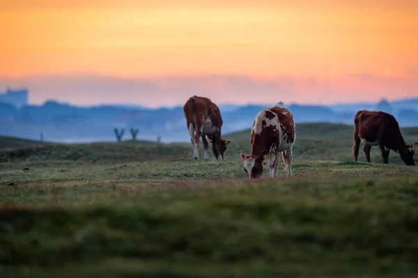 Vaca Camina Alrededor Come Hermoso Amanecer Fondo Agricultura Estilo Vida —  Fotos de Stock