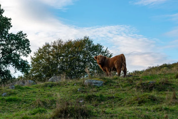 Vaca Camina Alrededor Come Hermoso Amanecer Fondo Agricultura Estilo Vida —  Fotos de Stock