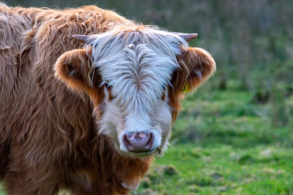 Vaca Camina Alrededor Come Hermoso Amanecer Fondo Agricultura Estilo Vida —  Fotos de Stock