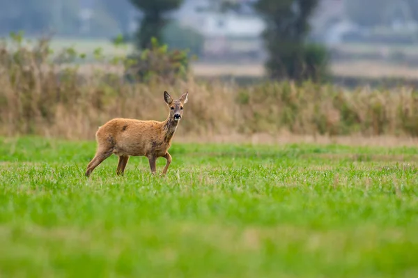 Jedzenie Sarny Chodzenie Dzikiego Sarny Zaczyna Się Sezon Łowiecki — Zdjęcie stockowe