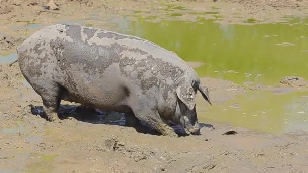 Manada Cerdos Ibéricos Pata Negra Rodando Barro — Vídeos de Stock