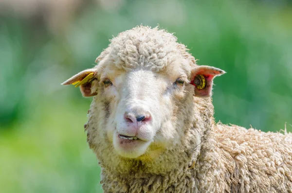Смешная Овчарка Смотрящая Камеру — стоковое фото