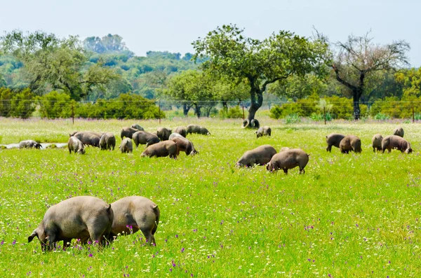 Свиньи Пасутся Ферме Сельской Местности Бадахос Эстремадура — стоковое фото