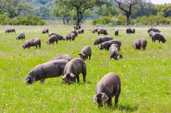 Pigs Graze Farm Countryside Badajoz Extremadura Copy Space Text — Stock Photo, Image