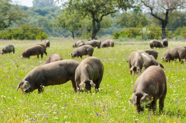 Pigs Graze Farm Countryside Badajoz Extremadura Copy Space Text — Stock Photo, Image