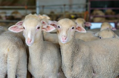 küçük koyun ve kuzu kırsal çiftlik