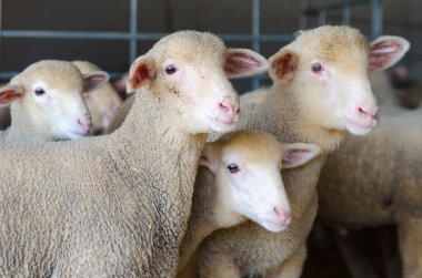 küçük koyun ve kuzu kırsal çiftlik