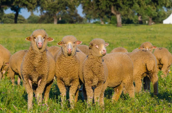 Овцы Поле Глядя Камеру — стоковое фото