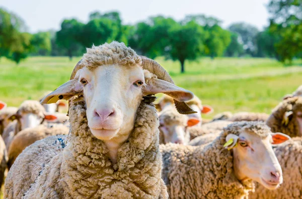 Закрыть Портрет Белой Козы Овцами — стоковое фото