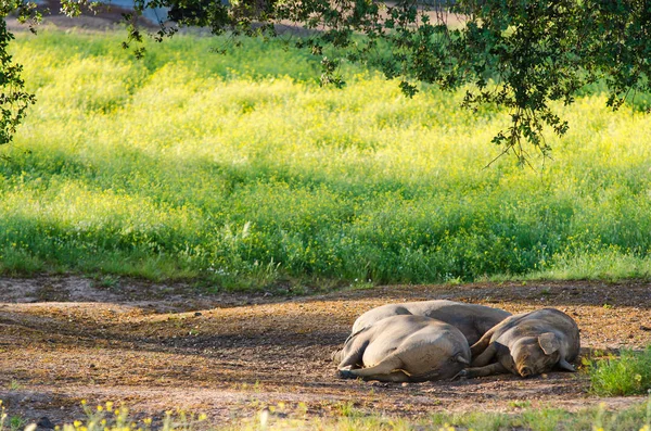 bir ağaç gölgesinde istirahat domuzlar