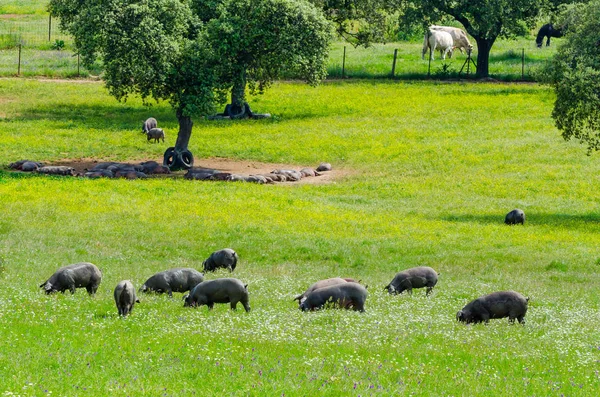 Los Cerdos Pastan Granja Campo Badajoz Extremadura Copiar Espacio Para — Foto de Stock