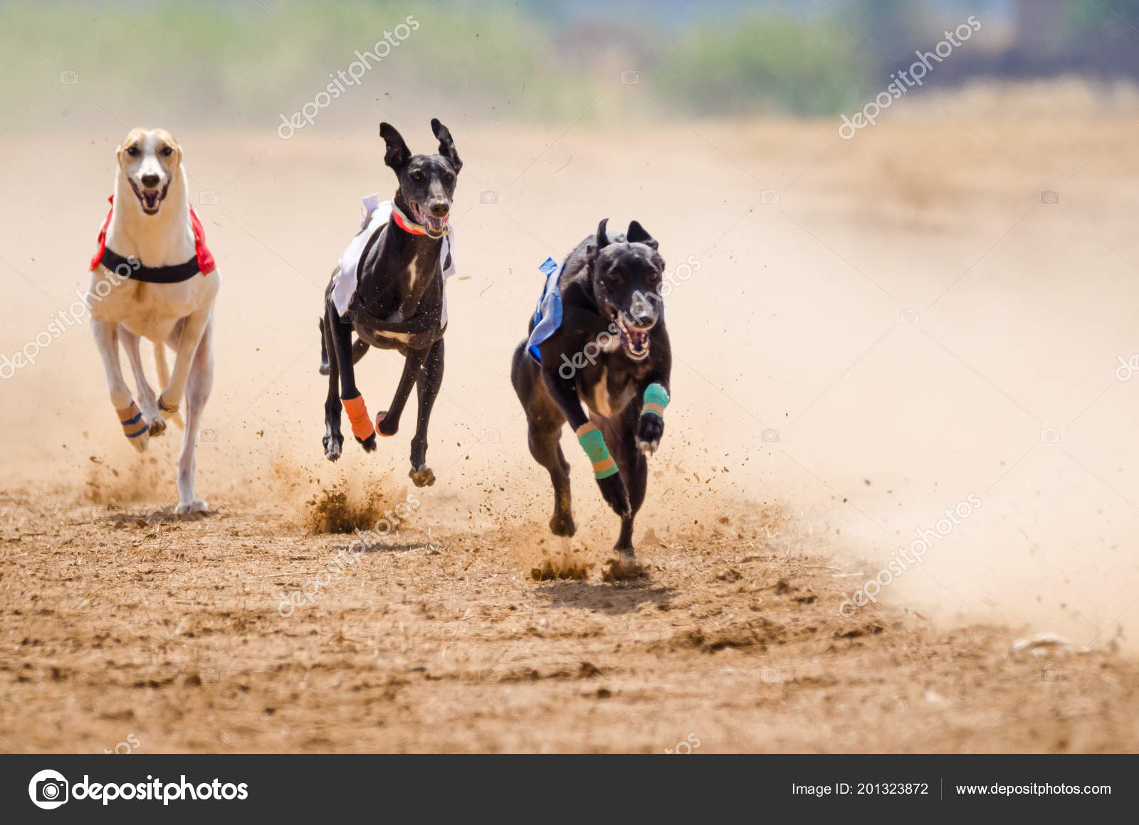 greyhound racing speed