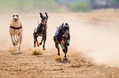 bir yarış sırasında tam hızda Greyhound