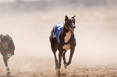 bir yarış sırasında tam hızda Greyhound