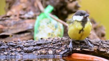 Büyük baştankara, Parus major, tek kuş içme suyu