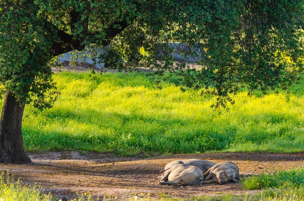 Porcos Descansando Sombra Uma Árvore — Fotografia de Stock