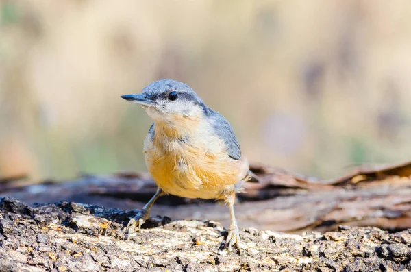 Sitta Europaea Oder Trepador Azul Auf Einem Stamm — Stockfoto