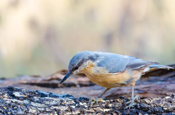 Sitta Europaea Trepador Azul Sur Tronc — Photo