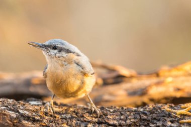Sitta europaea veya trepador azul bir gövde üzerinde