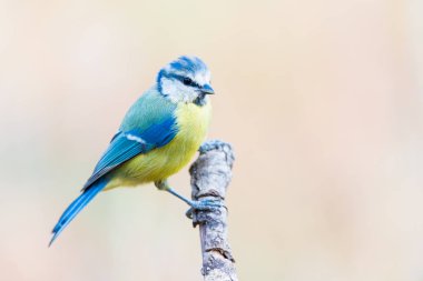 Mavi baştankara veya herrerillo comun bir dalda Cyanistes caeruleus tünemiş