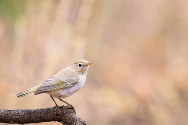Phylloscopus bonelli veya mosquitero papialbo dal