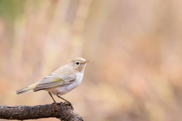 Phylloscopus Bonelli Vagy Mosquitero Papialbo Egy — Stock Fotó