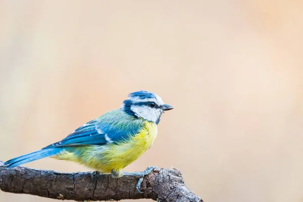 Teta Azul Arenque Común Encaramado Una Rama Cyanistes Caeruleus — Foto de Stock