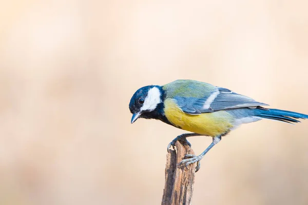 Gran Teta Parus Major Encaramado Tronco Árbol Campo — Foto de Stock