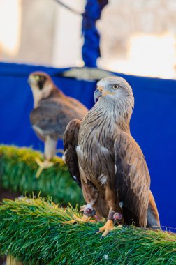 Kara çaylak, Milvus migrans, kahverengi bir dalda oturan yırtıcı kuş.