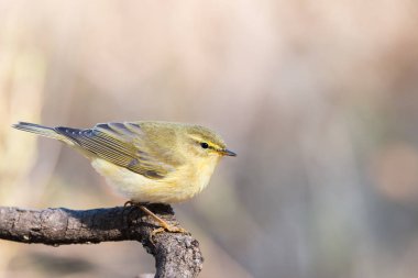 Sivrisinek comun veya Phylloscopus collybita