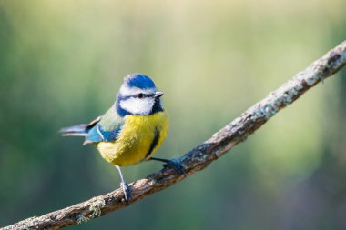 Cyanistes caeruleus veya Herrerillo Comun dal