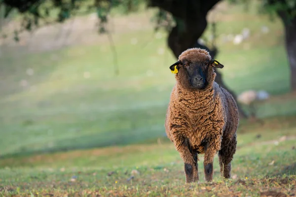 Коричневая овца смотрит прямо на камеру весной — стоковое фото
