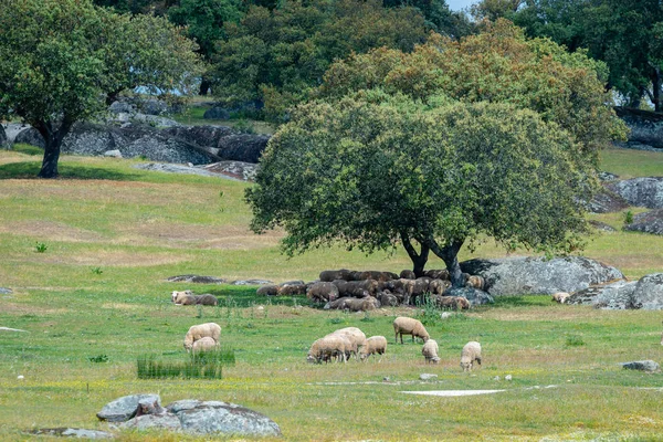 Pecore che riposano all'ombra di un albero — Foto Stock